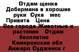 Отдам щенка Добермана в хорошие руки. Сука 5 мес. Привита › Цена ­ 5 000 - Все города Животные и растения » Отдам бесплатно   . Кемеровская обл.,Анжеро-Судженск г.